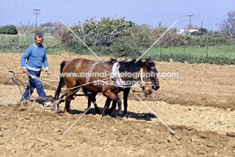 ploughing with two skyros ponies on skyros island, greece