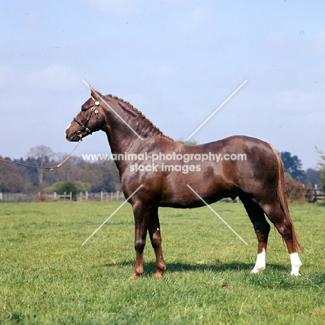 the hale friday, welsh pony  (section b) stallion, 