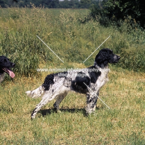 large munsterlander standing in a field