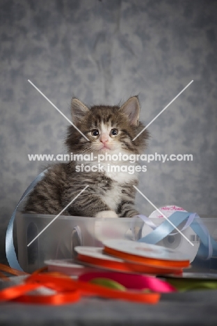 norwegian forest kitten sitting inside a box with colored ribbons all around