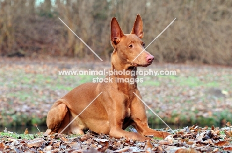 Pharaoh Hound lying down