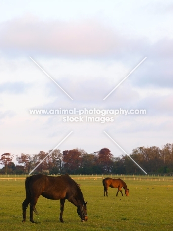 Thoroughbreds in field