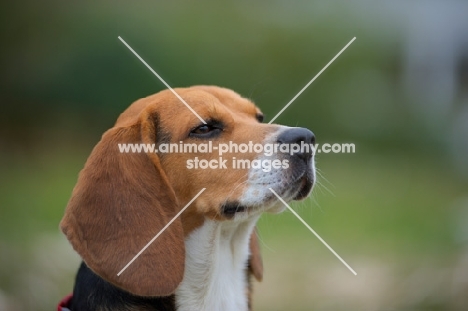 profile shot of a beagle sniffing the air