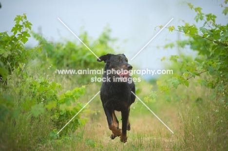 portrait of a Beauceron with tongue out running in a vineyard