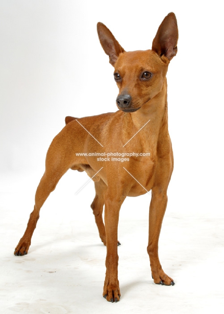 red Miniature Pinscher, Australian Champion, standing on white background