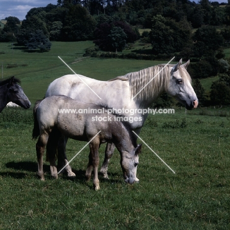 Connemara mare with foals
