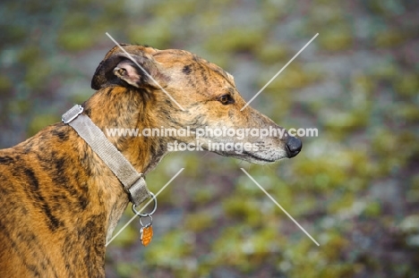 Greyhound in profile