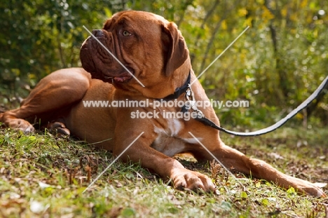 dogue de bordeaux on lead, looking away