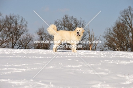 Polish Tatra Sheepdog (aka Owczarek Podhalanski) staning in snowy field