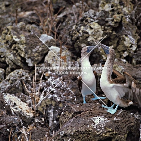 blue footed boobies in courtship dance, champion island, galapagos 