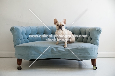 Fawn French Bulldog sitting on vintage blue Chesterfield sofa.