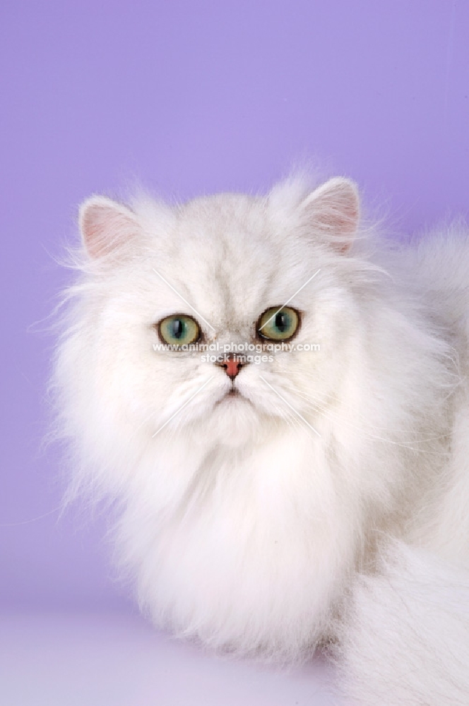 chinchilla cat portrait