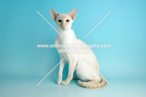 cream point siamese