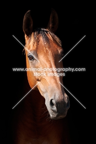 One brown thoroughbred horse on black background