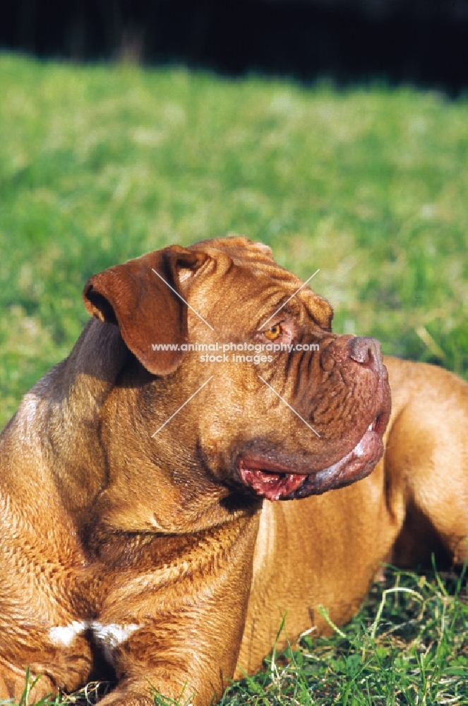 Dogue de Bordeaux on grass