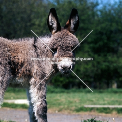 donkey foal looking at camera