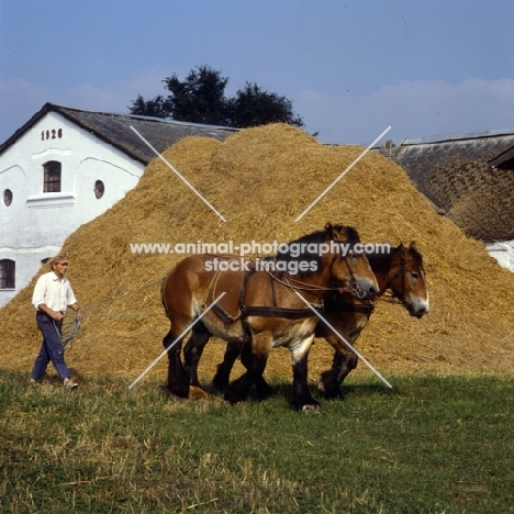 Strauken and La Fille, two harnessed Belgians walking past huge pile of hay and straw in denmark