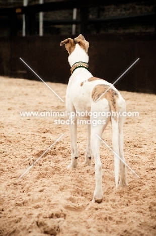 Lurcher back view