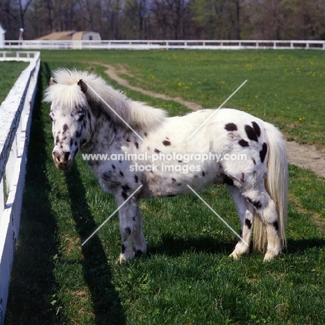 Falabella pony beside fence showing size