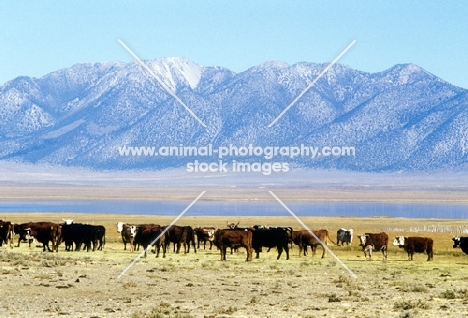 cattle in south western usa