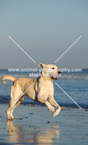 cream Labrador Retriever running on beach