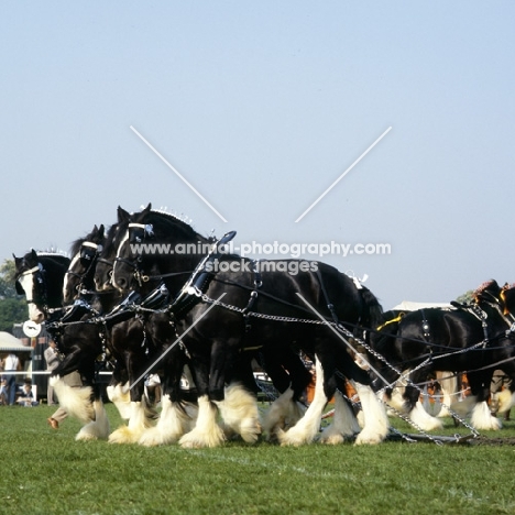 shire horses in a musical drive, windsor