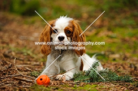 Cavalier King Charles Spaniel laying with orange ball. 