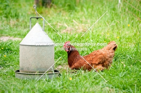Hen lying in grass, next to a seed feeder