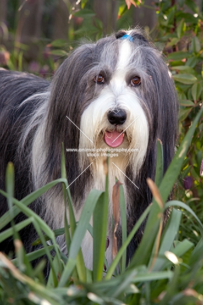 Blue bearded collie standing in grasses.