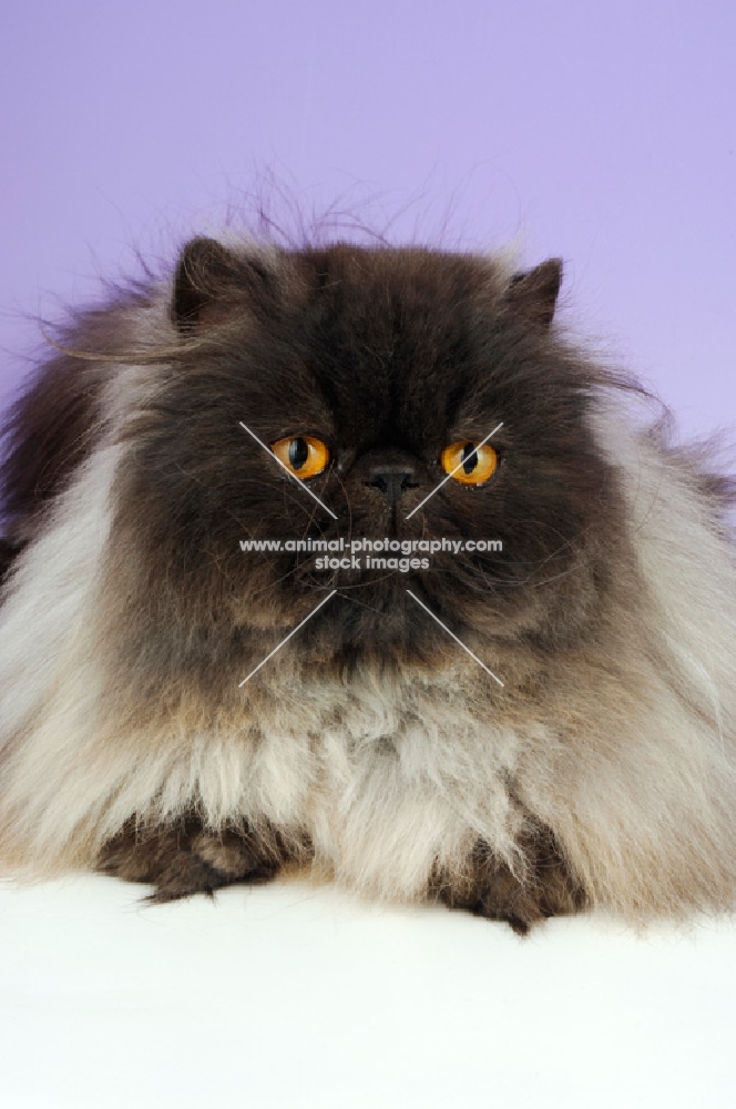 black smoke persian cat portrait