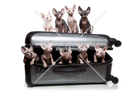 nine Sphynx kittens in a suitcase