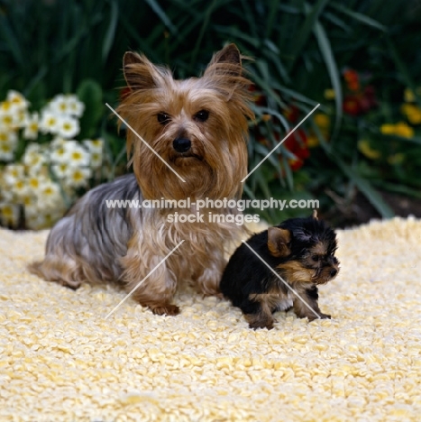 yorkie mother and pup on rug