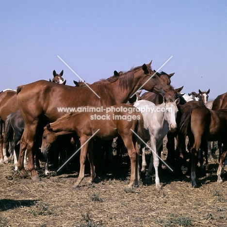 taboon of tersk mares & foals at stavropol stud, russia