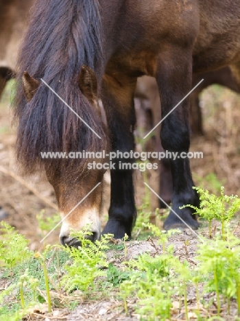 Exmoor Pony grazing