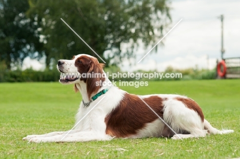 Irish red and white setter lying down