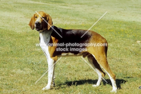 Grand Anglo Francais Tricolore / Great Anglo-French Tricolour Hound