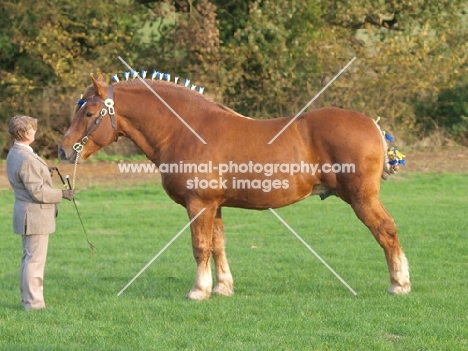 Suffolk Punch, posed