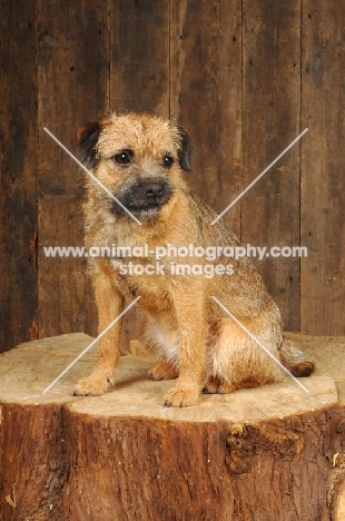 Border Terrier sitting on log