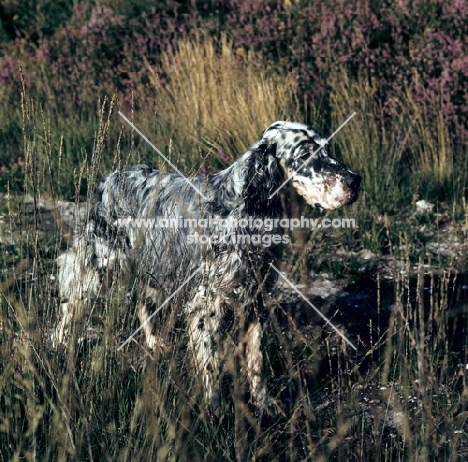 english setter in long grass