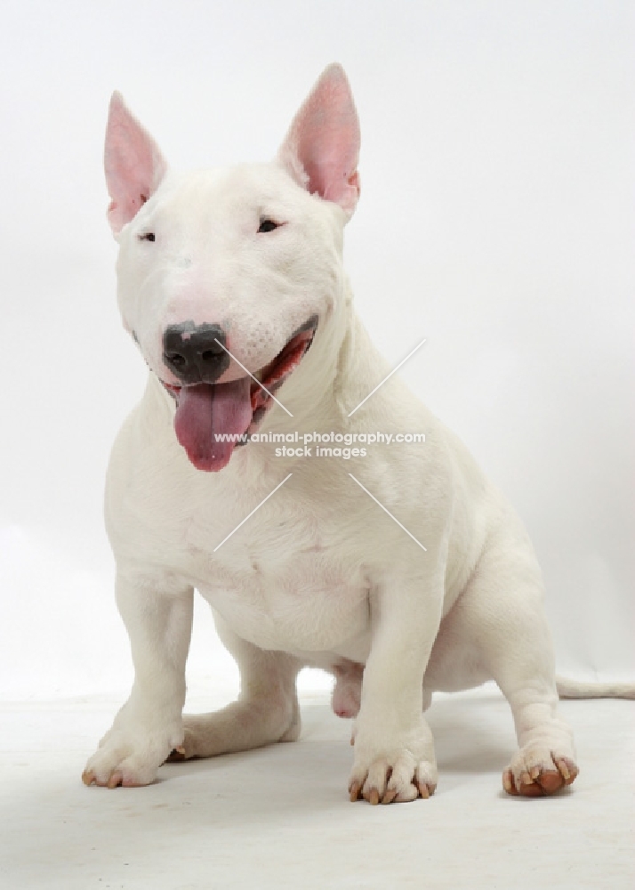 White Bull Terrier (Miniature) smiling
