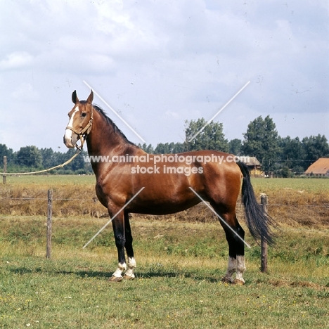 Larda, Gelderland mare champion