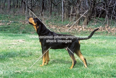 richland’s stylish chaser, black & tan coonhound scenting the air