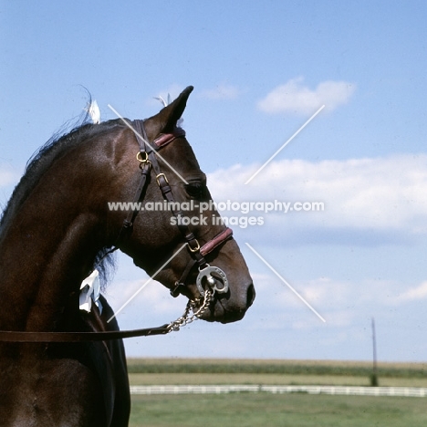 gambling sam, american shetland pony head turned away