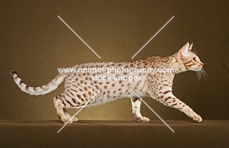 Ocicat walking in studio