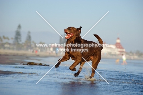 happy chocolate Labrador Retriever running on beach