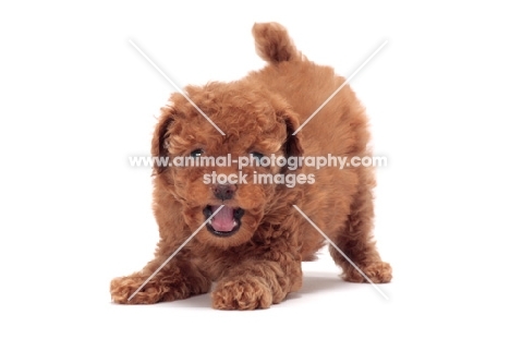 apricot coloured Toy Poodle puppy