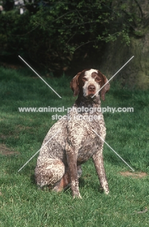 Braque Bourbonnais sitting on grass