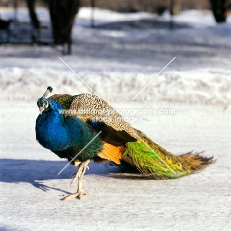 male indian blue peacock in winter