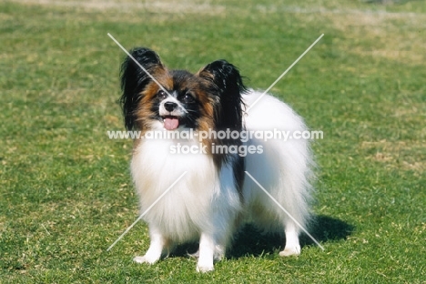 Papillon on grass