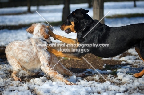 English Setter and mongrel dog playing fight in a snowy environment